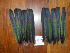 20 MAGPIE TAIL FEATHERS 7"to 8" NATIVE AMERICAN FLY TYING ART&CRAFT