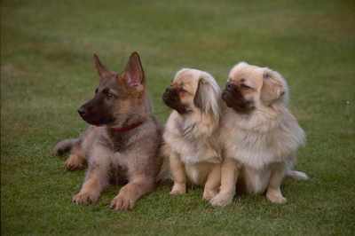 Warnung 034 Deutscher Schäferhund mit zwei Tibet Spaniels im Einsatz 30cmx15cm 12x6