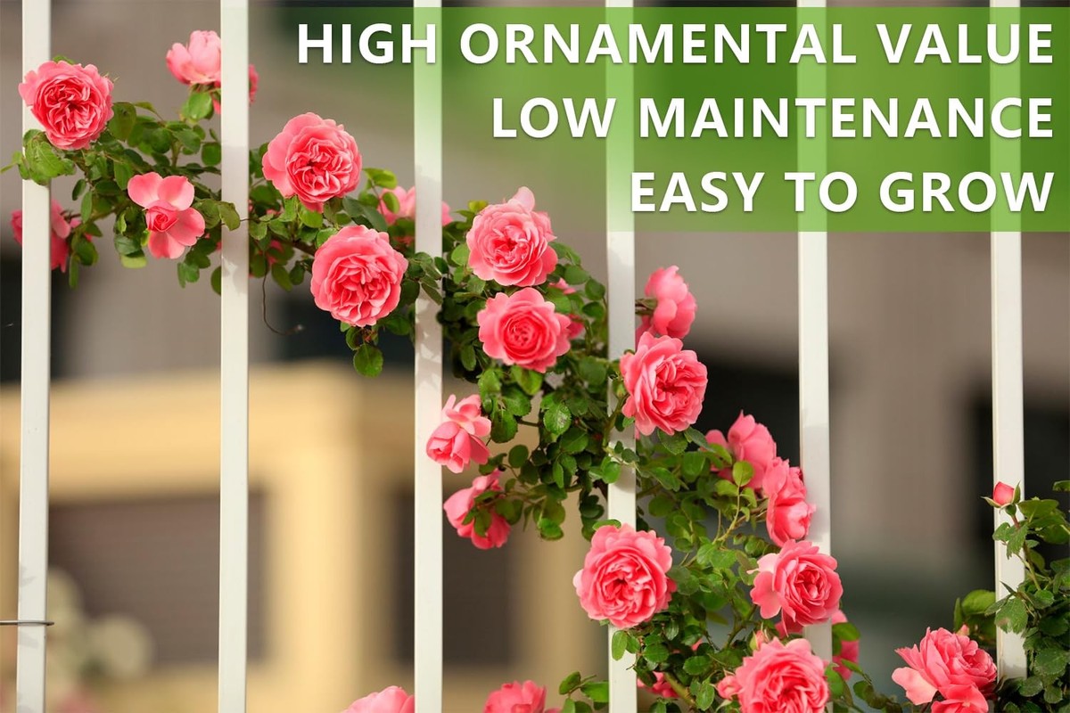 600+ Mix Climbing Rose Seeds for Planting Outdoors Ornamental Vine
