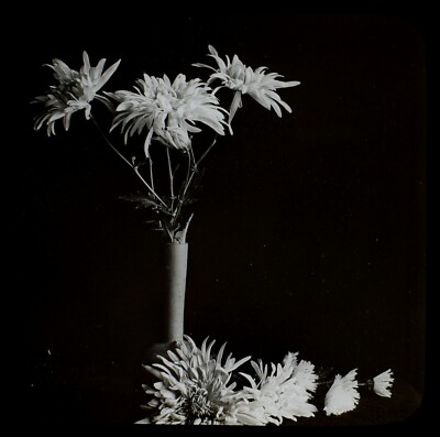 ANTIKES magisches Laternendia CHRYSANTHEMEN UM 1900 FOTOGRAFISCHE STUDIE BLUMEN