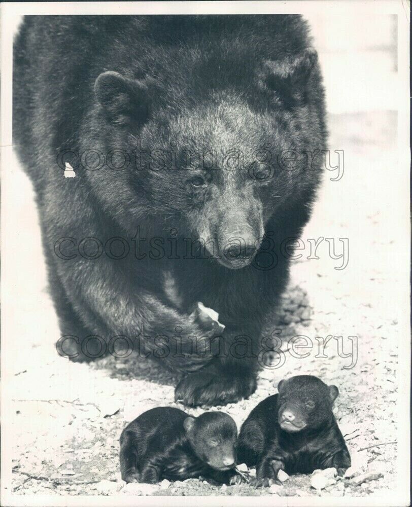 Black Bears - Grandfather Mountain