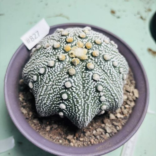 Pianta SucculentaViva Astrophytum asterias 'Rensei' 'Miracolo' WYSIWYG coltivata a semi - Foto 2 di 6
