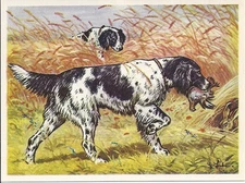1952 Dog Art Print Austria Tobacco Company Bildwerk Card LARGE B/W MUNSTERLANDER