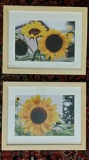 TWO ART PHOTOGRAPHS FRAMED BY ARTIST GIANT SUNFLOWERS YAMILA DIAZ URUGYAN-AMER 