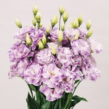 Lisianthus Seeds 25 Pelleted Seeds Lisianthus Bolero Blue Blush Cut Flower