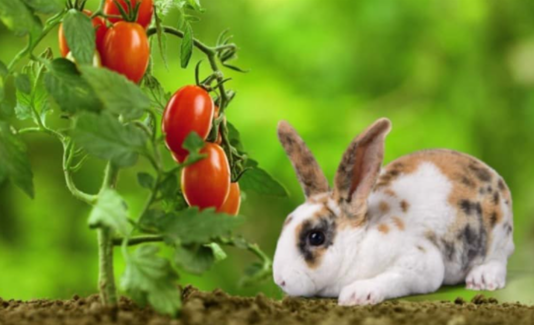 Tomato Steak Sandwich Hybrid Vegetable Seeds Burpee 11/24 eBay