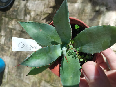 Agave Congesta 1 Junge Pflanze Mit Wurzel Sukkulent 8 Cm | eBay