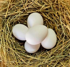 Black Copper Maran Hatching Eggs. Pure Bred. 6  Eggs