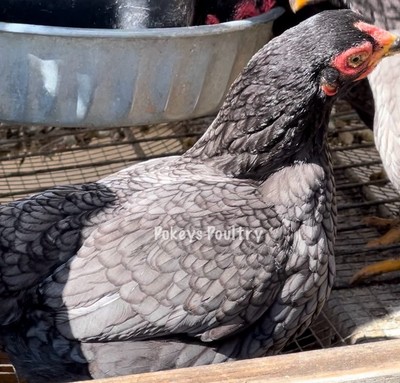 Blue , Black  Bantam Cornish Eggs
