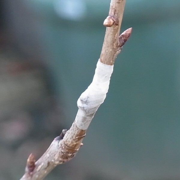 Aglis New Medel Buddy Tape Grafting Agricultural Tree Wood Film 25mm x