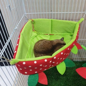 sugar glider enclosure