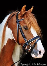 FSS German Posh BEIGE ORANGE TAN GOLD Comfort Padded Dressage CRANK Bridle Reins