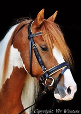 FSS German Posh BEIGE ORANGE TAN GOLD Comfort Padded Dressage CRANK Bridle Reins