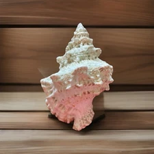 Tutufa Bubo Frog Conch Shell Large 8” Great Spiral Sea Shell