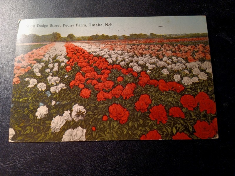 WEST DODGE ST. PEONY FARM, OMAHA, NEB. POSTCARD