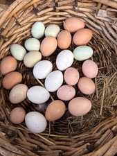 Chicken Hatching eggs