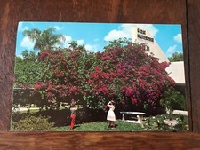 Beautiful Crimson Bougainvillea in Full Bloom at Lake Wales Florida