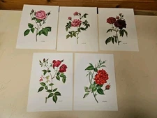 5 Aquarelles Ancienne XX ème Etude  Roses Pétale Epines  28,5 X 21 cm Signées 