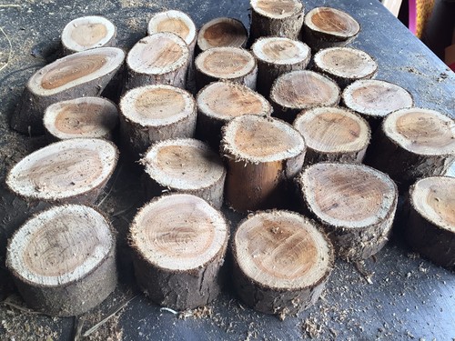 Eibenholz, kleine Holzscheiben, X30, Eibenscheiben, x30. - Bild 2 von 4