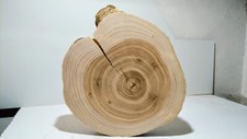 Groß, Baumscheibe, Holzscheibe, Unbearbeitet, Bastelholz,Esche, D: 43- 47,5 cm