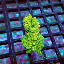 WYSIWYG - Acro Frag Aquaculture