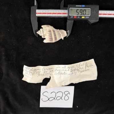 Melongena Corona Shell 59.0mm St. Joe Bay Florida 1976 (S228)