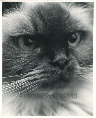 Schöne Katze Nahaufnahme Portrait Vintage Kunst Foto