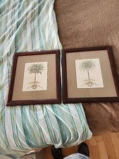 Global Palms  Musa Paradisiaca And Phoenix Dactylifera Pictures In Wooden Frames