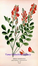 Botanical Illustration of the French Honeysuckle  - Historic Art Print