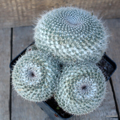 D1053 MAMMILLARIA HANIANA pot14-H12-W21 cm MaMa Cactus