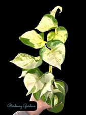 Manjula Pothos Rooted Plant 4" Pot As Pictured Beautiful Variegation 