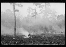 Brushfire in pine forest, southeastern Georgia 1940s Old Photo 1