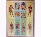 GOOD POINT - 10 CHROME IMAGES BOARD - 2nd ANATOMY BOARD - ANTIQUE - VINTAGE