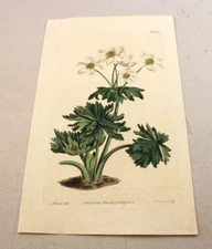 1808 Antique CURTIS Color Floral Print ~ WIND FLOWER or ANEOME NARCISIFLORIA