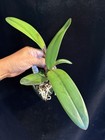 DO  - Cattleya Zip (tenebrosa x milleri), Orchid, rare & spectacular! — photo 5