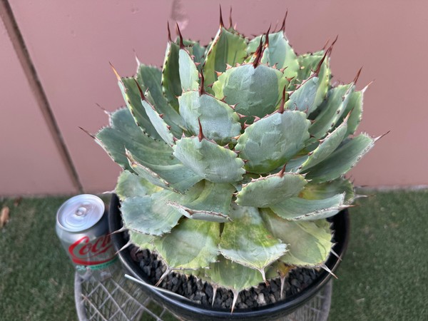 Agave potatorum 'Kissho Kan Marginata'