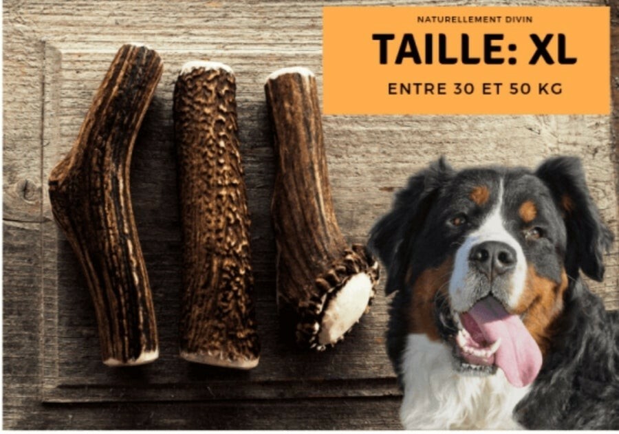 Bois de cerf XL occupation calme pour grand chien à la maison