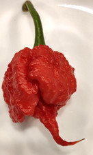 Carolina Reaper seeds | World Record Holder | SUPER-HOT | 🇺🇸 USA Grown 🇺🇸