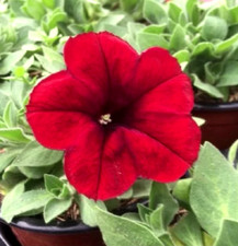 100 graines Pétunia Rouge  (Petunia Hybrida SCARLET RED)Y90 SEEDS SAMEN SEMILLAS