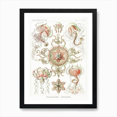 Haeckel 2 Tafel 26 Art Print Framed Wall Art Poster Canvas Print Picture