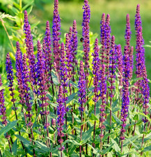 300x West-Friesland Salvia Woodland Sage - For Pollinator Gardens - Perennial