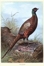 Ring Necked Pheasant Sitting on a Log Vintage Illustration Bird Pictures Cool Wa