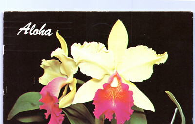 Postcard HI Hawaii Aloha Cattleya Orchid Flower Pink & Yellow PST