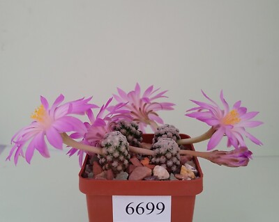 Mammillaria theresae 4 pcs/6699/ D12-16mm,grafted | eBay Australia