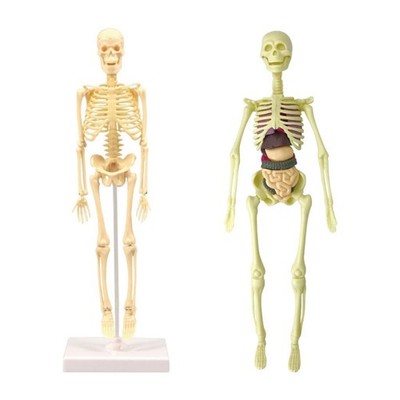 Realistisches Skelettmodell menschlicher Körper Anatomie Modell für Kinder