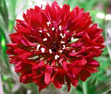 CORNFLOWER BACHELOR BUTTON RED Centaurea Cyanus - 2,500 Bulk Seeds