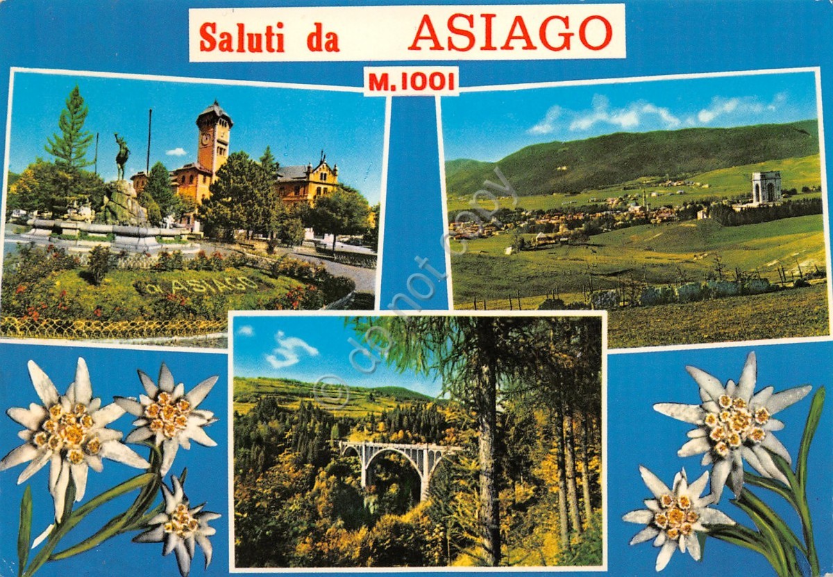 Cartolina Asiago vedute panorama e stelle alpine (Vicenza)