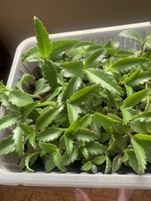 3 x 2” Mexican Hat Plant known as Mother of Thousands Kalanchoe small Plants