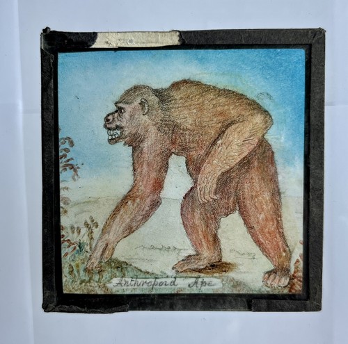 2x Hand Drawn Lion Anthropoid Ape Folk Art Antique Magic Lantern Slides Unique! - Picture 3 of 5