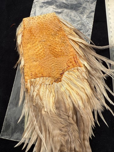 Vintage L.L. Bean Saddle Hackle from Cullen Collection S8 - Picture 5 of 6